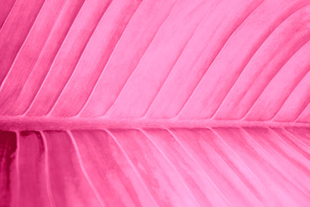 istock Pink with white and violet or purple color texture pattern abstract background can be use as wall paper screen saver brochure cover page or for presentation background also have copy space for text. 830105682