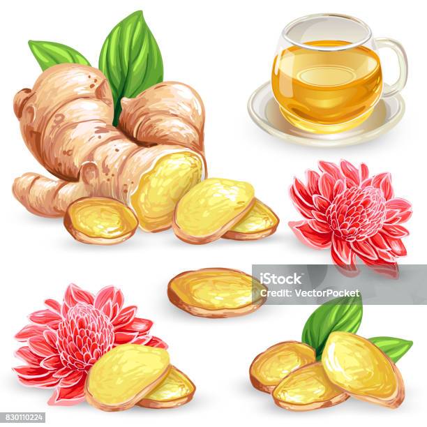 Set Vector Illustration Of A Fresh Ginger Root Sliced Flower And Ginger Tea Stock Illustration - Download Image Now