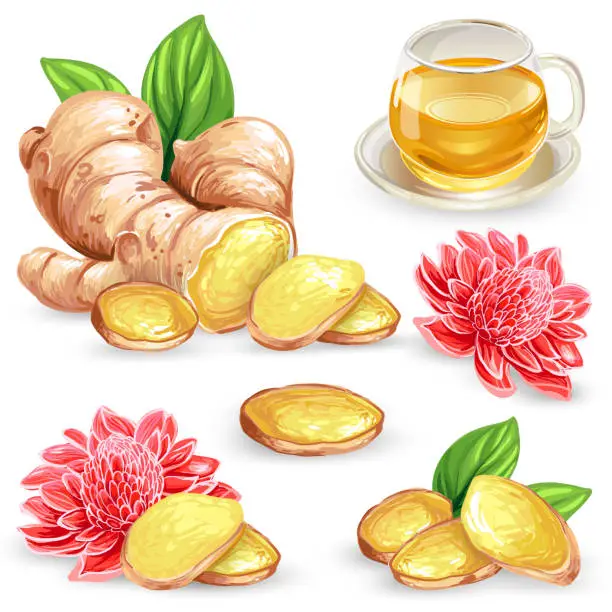 Vector illustration of Set vector illustration of a fresh ginger root, sliced, flower and ginger tea.