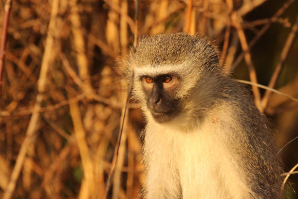 istock Vervet monkey in the African grass 830116862