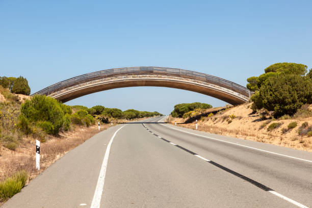 Road with a wildlife overpass in the Donana national park. Andalusia, Spain