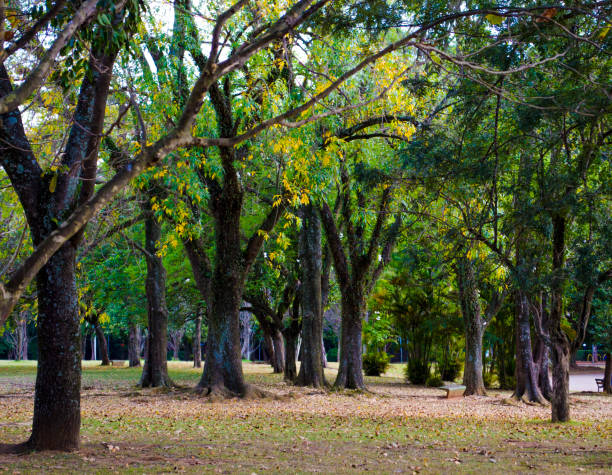 istock Beautiful trees with green and yellow foliage 830145226