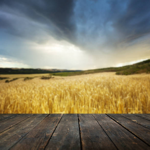 istock Dark wooden floor and defocused wheat field at sunset on background. 830159228