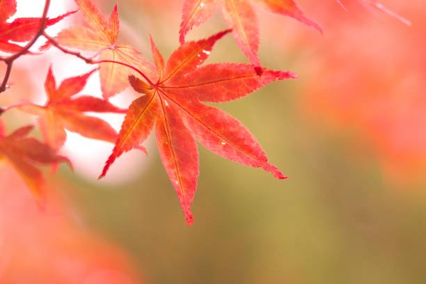 istock Luminous sparkle in late autumn 830165202