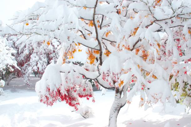 istock Luminous sparkle in late autumn 830178086