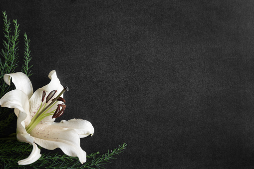 Lily flower on the dark background. Condolence card. Empty place for a text.