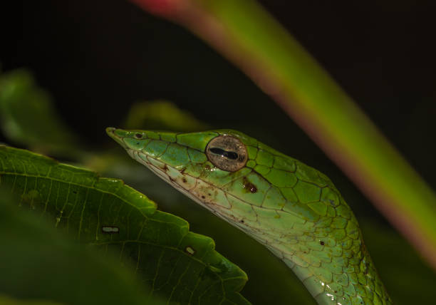 istock Indian Green vine snake or Ahaetulla nasuta 830195436