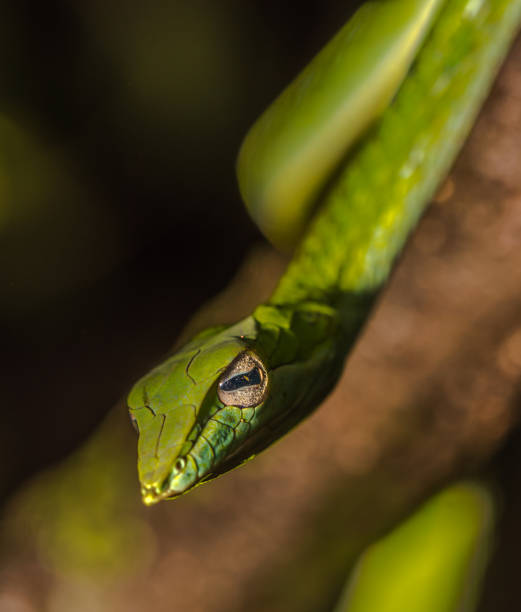 istock Indian Green vine snake or Ahaetulla nasuta 830195546