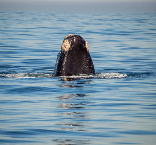istock Southern Right Whale Spyhopping 830209238