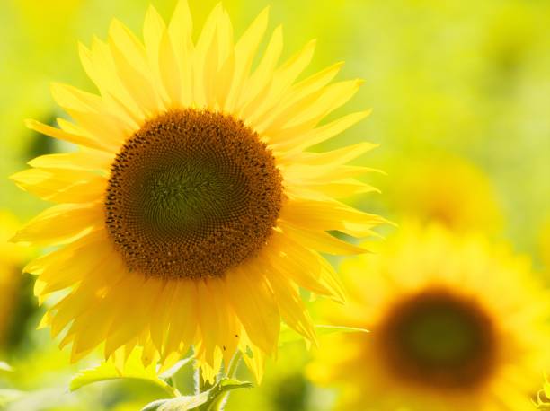 istock Himawari farm of Hokuru-cho 830220220