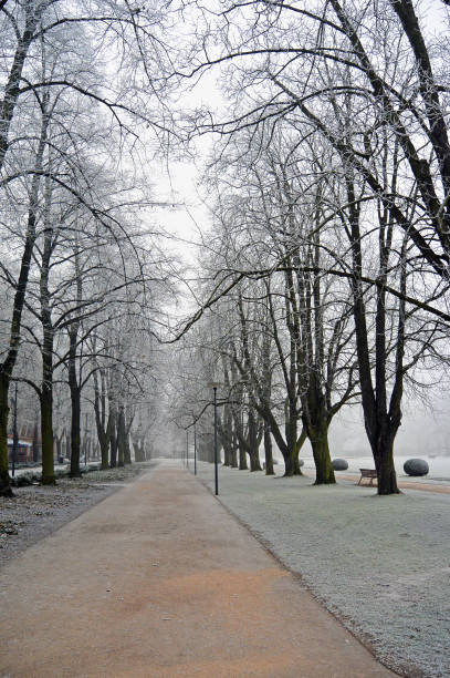 istock Branches covered hoar-frost in the park a winters day 830221890