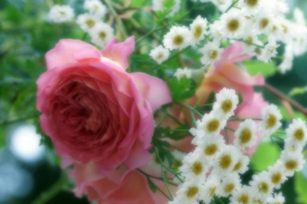 English roses and feverfew, Germany, Eifel.