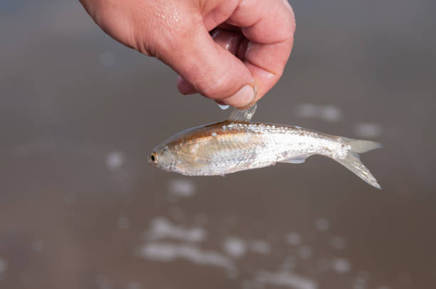 Small fish in the hands of a man