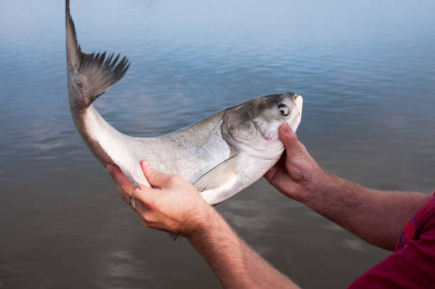 istock Large fish carver in the hands of men 830240134