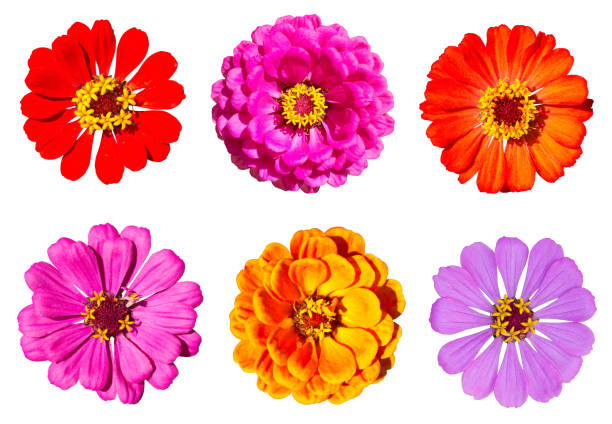 istock Zinnia flowers with clipping path included. 830253252