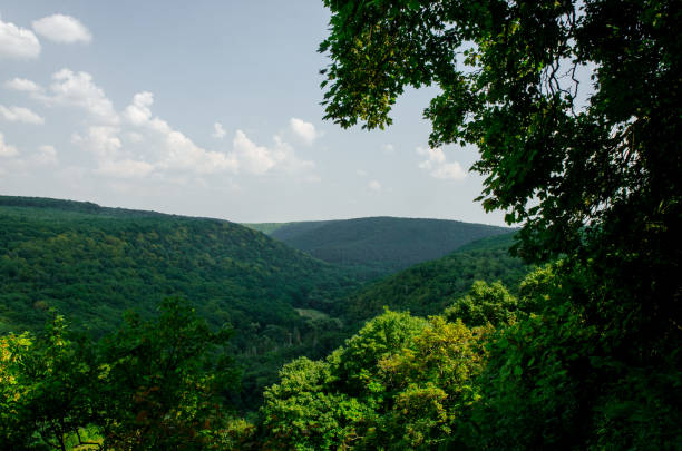istock Mountain landscape, wonderful forest on Mount germinating 830284064