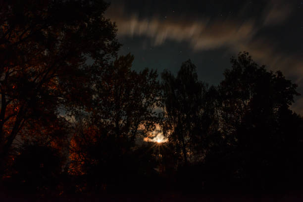 istock Silhouette of the forest in the night sky 830284196