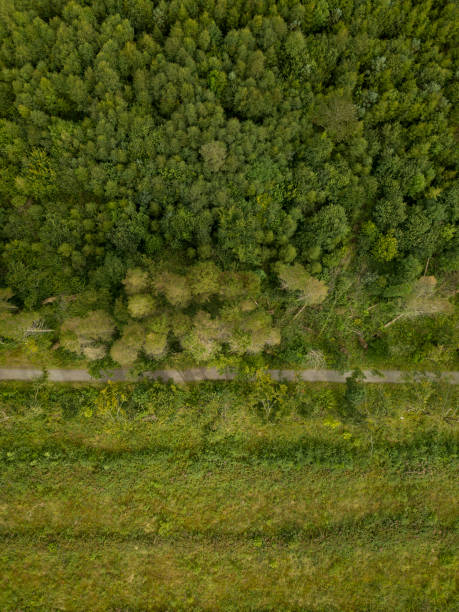 istock Aerial view of a pine forest, Roscommon, Ireland. 830291756