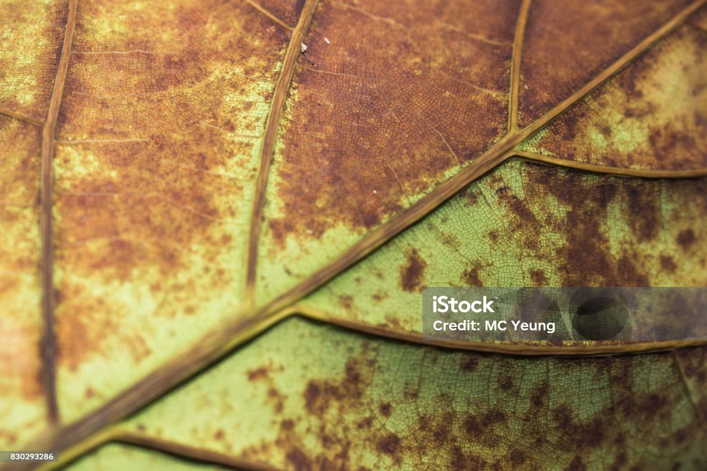 Close up Withered Leaf texture Drop, Light - Natural Phenomenon, Liquid, Plant, Reflection Backgrounds Stock Photo