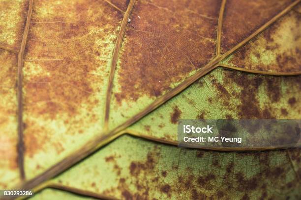 Close Up Withered Leaf Texture Stock Photo - Download Image Now - Backgrounds, Blue, Close-up