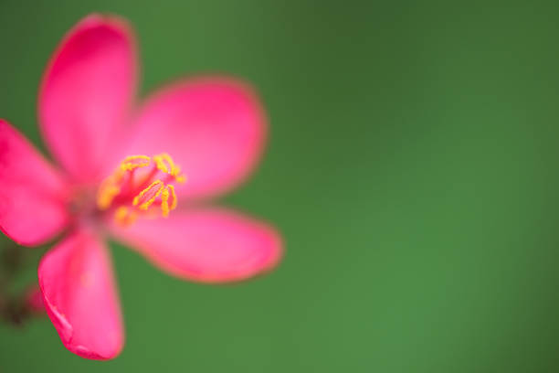 istock A single red flowers with background of blur green leaf 830293540