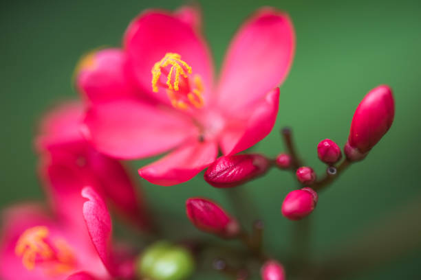 istock Red Flowers with background of blur green leaf 830293548