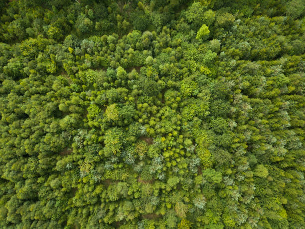 istock Aerial view of a pine forest, Roscommon, Ireland. 830293700