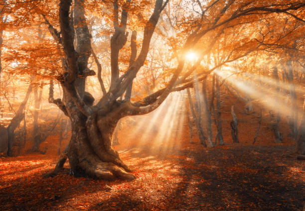 magische alter baum mit sonnenstrahlen am morgen. erstaunliche wald im nebel. bunte landschaft mit nebligen wald, gold sonnenlicht, rotes laub bei sonnenaufgang. märchenwald im herbst. herbst-wald. verzauberte baum - tree sun autumn sunlight stock-fotos und bilder