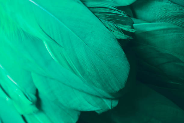 istock macro closeup of feathers turquoise parrot 830299878