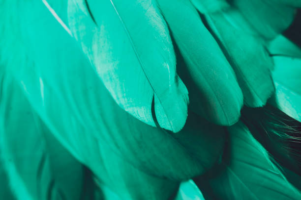 istock macro closeup of feathers turquoise 830305304