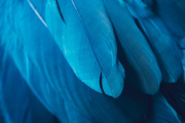 istock macro closeup of parot feathers 830309574