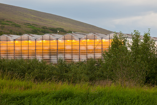 Geothermal greenhouses in the Northern Iceland
