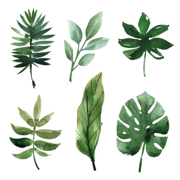 istock set of Watercolor tropical leaves 830312590