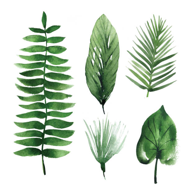 istock set of Watercolor tropical leaves 830312600