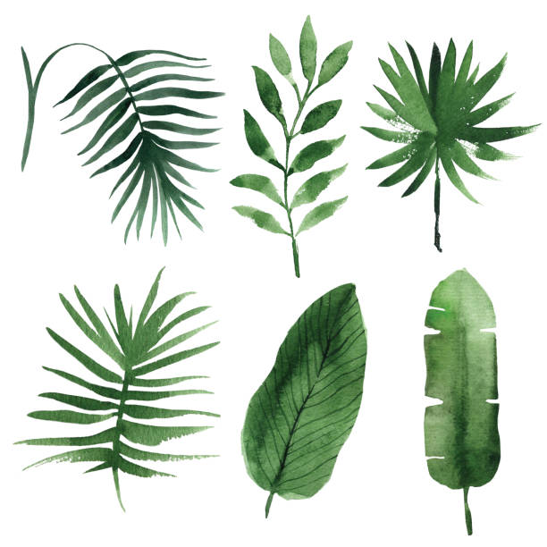 istock set of Watercolor tropical leaves 830312608