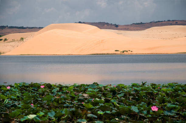 Sand dunes next to lotus pond in Mui Ne. Vietnam Mui Ne is a beach resort town along the South China Sea in Southeast Vietnam. With a long, palm-lined stretch of sand, it has steady wind conditions (in the dry season) that make it a top destination for windsurfing, kitesurfing, sailing and other water sports. It’s also a popular weekend getaway from Ho Chi Minh City, with a busy strip of hotels, restaurants and shops. mui ne bay photos stock pictures, royalty-free photos & images