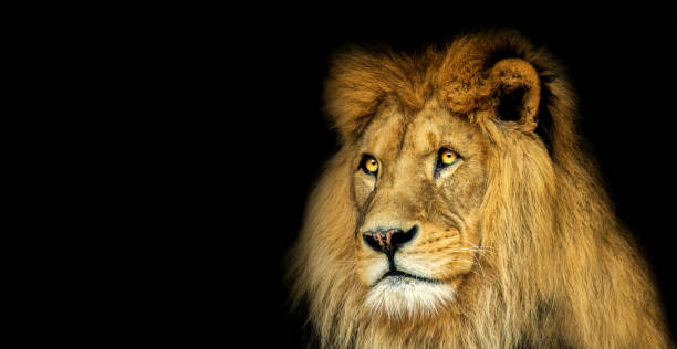istock Poster with lion 830312826