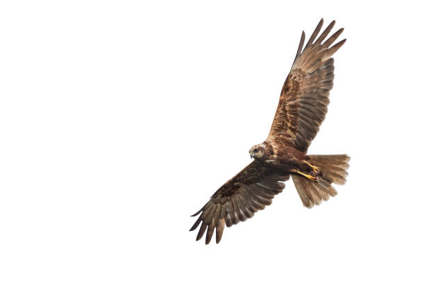 istock Flying female western marsh harrier (Circus aeruginosus) with mouse 830319800