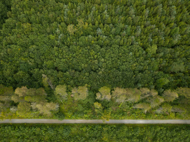 istock Aerial view of a pine forest, Roscommon, Ireland. 830322444