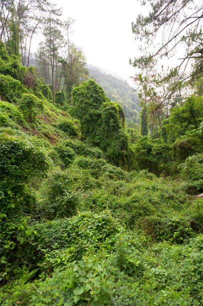 istock Dense vegetaton in a mountain forest in China 830329840