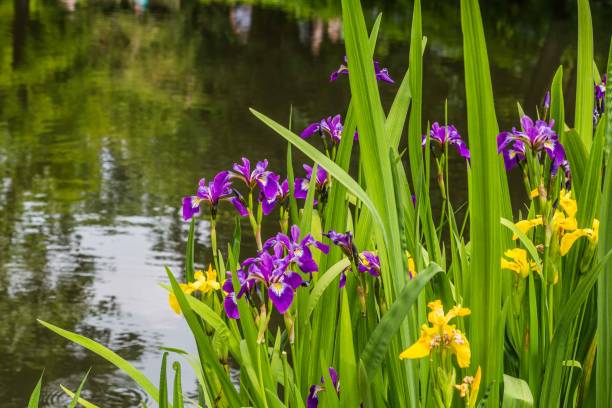 istock Yellow and purple iris on the water front 830341858