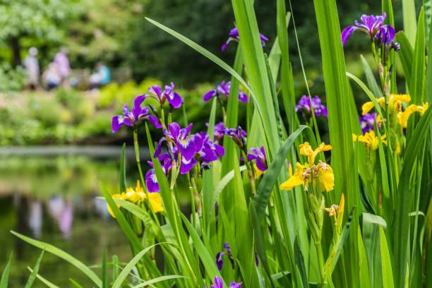 istock Yellow and purple iris on the water front 830342834