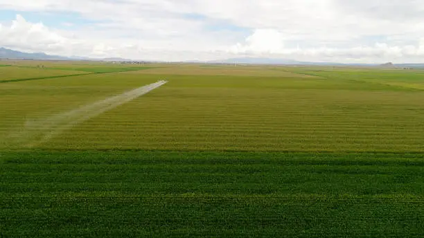 Photo of corn field