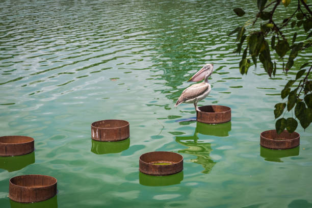 Sri Lanka, Colombo city