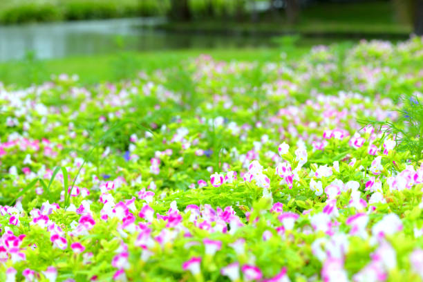 istock beautiful spring flowers in garden nature background 830352884