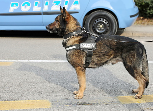 Italian police dog while patrolling the city streets before the football game to prevent terrorist attacks