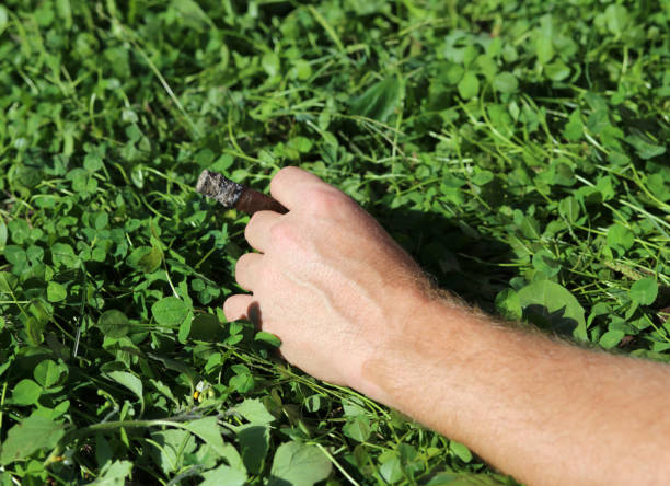 istock hand of a chain smoker with cigar 830364946