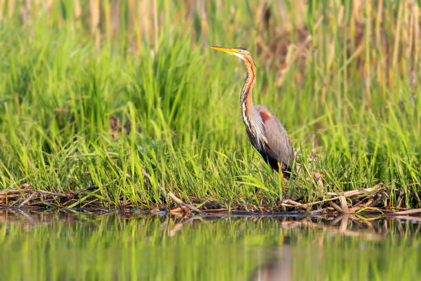 istock Portrait Purple heron with reed in soft morning light. 830372348