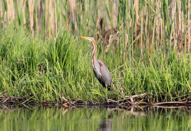 istock Portrait Purple heron with reed in soft morning light. 830372416