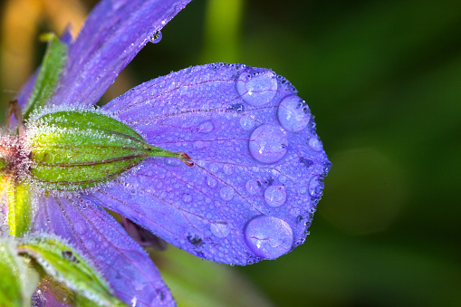 Drops of dew on a blue flower petal